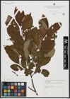 Foto von Salix appendiculata Vill.